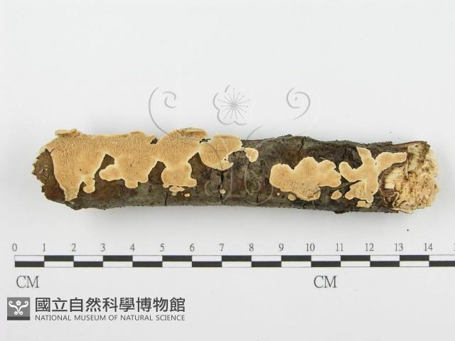 登錄號:F0001389藏品圖，第1張