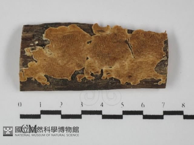 齒耳菌屬藏品圖，第1張
