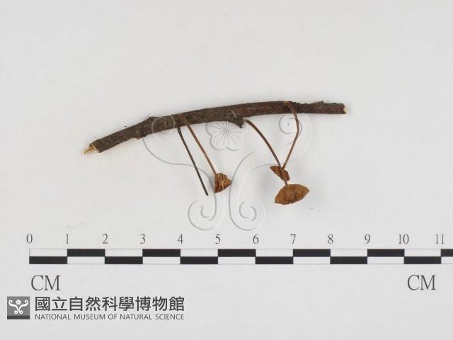 登錄號:F0024389藏品圖，第1張