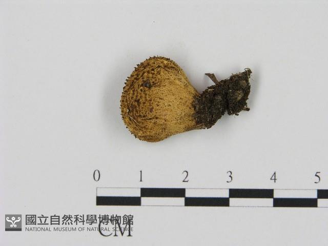 登錄號:F0004389藏品圖，第1張