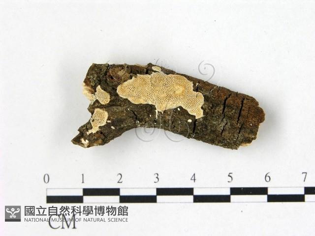 登錄號:F0022389藏品圖，第1張