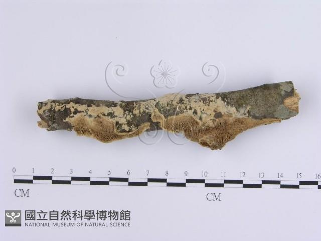 登錄號:F0002389藏品圖，第1張