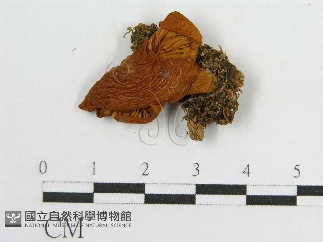 登錄號:F0012389藏品圖，第1張