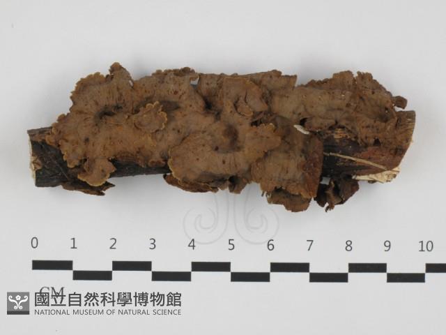 登錄號:F0032389藏品圖，第1張