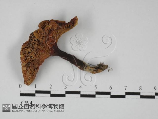 登錄號:F0027389藏品圖，第1張