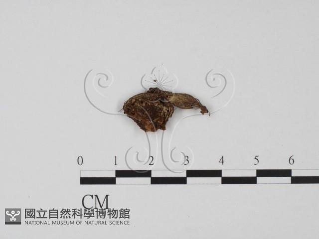 登錄號:F0007389藏品圖，第1張