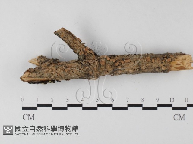 登錄號:F0025389藏品圖，第1張