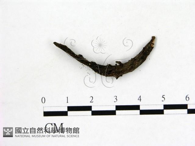 登錄號:F0005389藏品圖，第1張