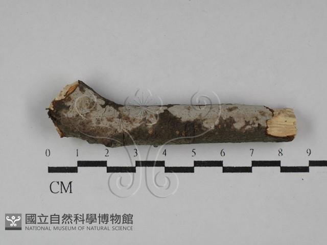 筍殼菌屬藏品圖，第1張