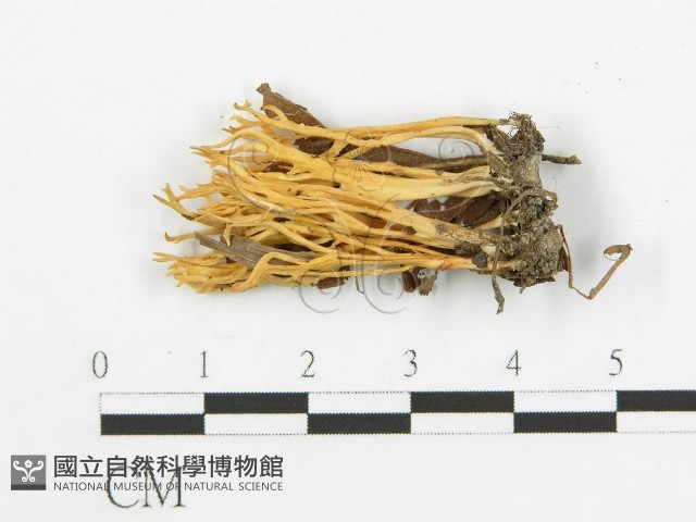 登錄號:F0003389藏品圖，第1張