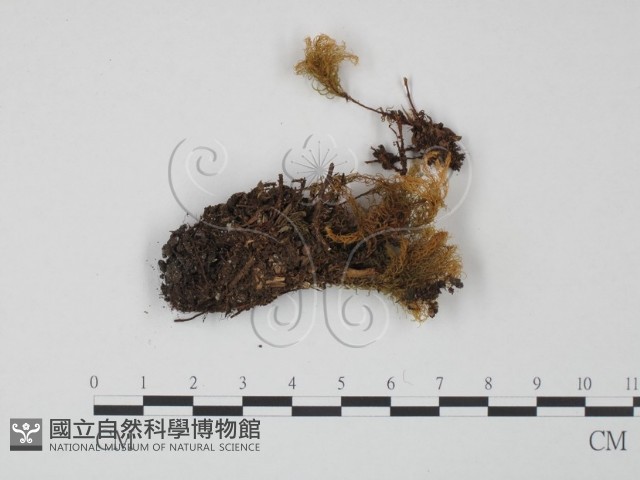 紅菇屬藏品圖，第1張