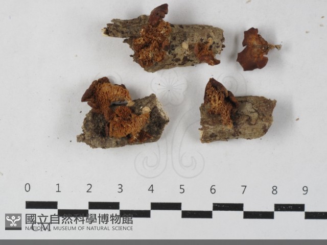 登錄號:F0033389藏品圖，第1張