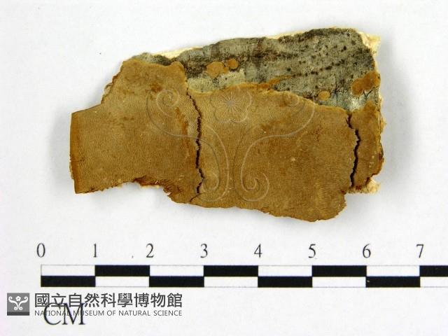 登錄號:F0006239藏品圖，第1張