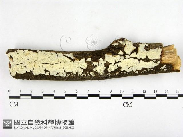 燈籠囊擬射脈菌藏品圖，第1張