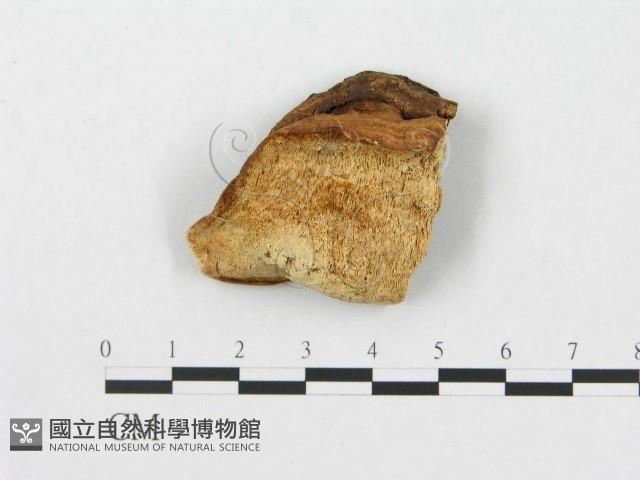 登錄號:F0007239藏品圖，第1張