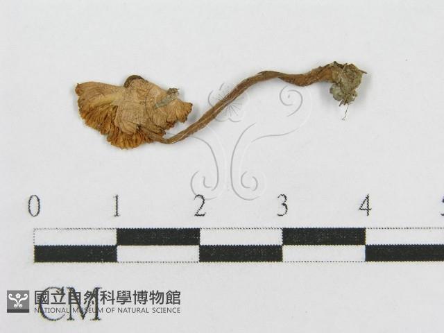 登錄號:F0005239藏品圖，第1張