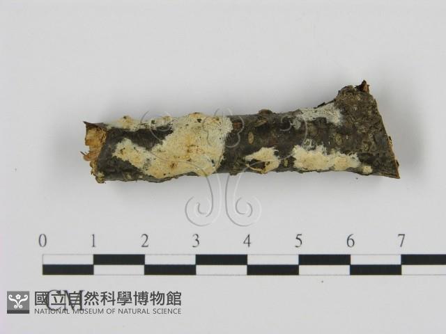 剛毛絲皮菌藏品圖，第1張