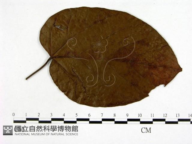 登錄號:F0019239藏品圖，第1張