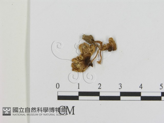 登錄號:F0008439藏品圖，第1張