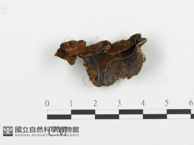 登錄號:F0009439藏品圖，第1張