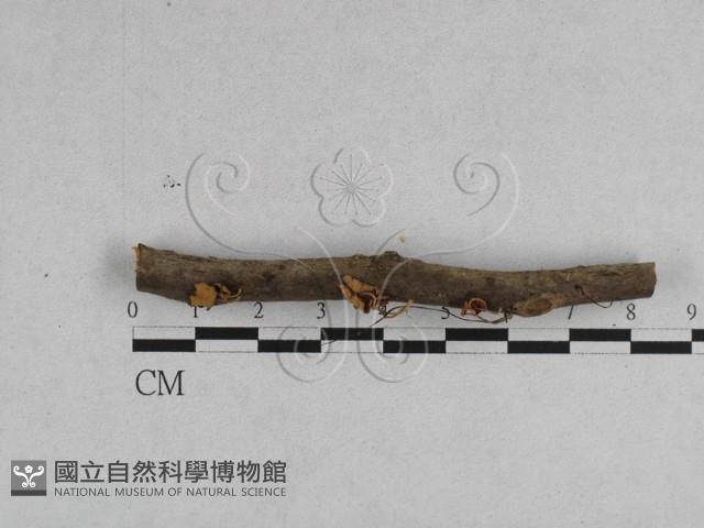 登錄號:F0008539藏品圖，第1張