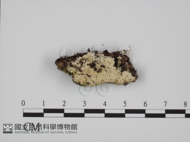 登錄號:F0009539藏品圖，第1張