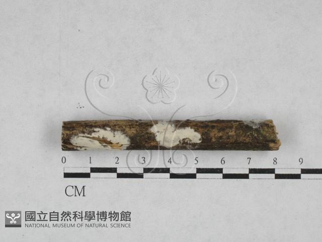 登錄號:F0028139藏品圖，第1張