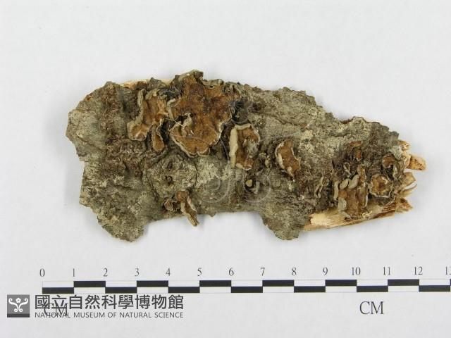 登錄號:F0008139藏品圖，第1張