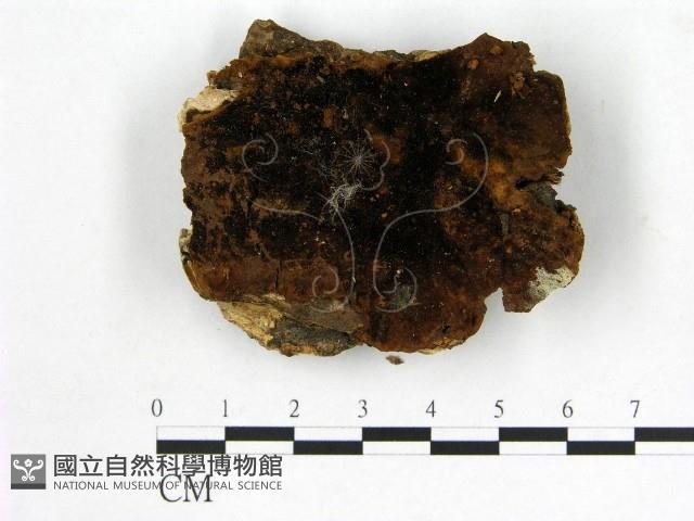 登錄號:F0006139藏品圖，第1張