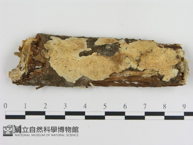 容氏菌屬藏品圖，第1張