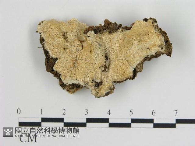 登錄號:F0014139藏品圖，第1張
