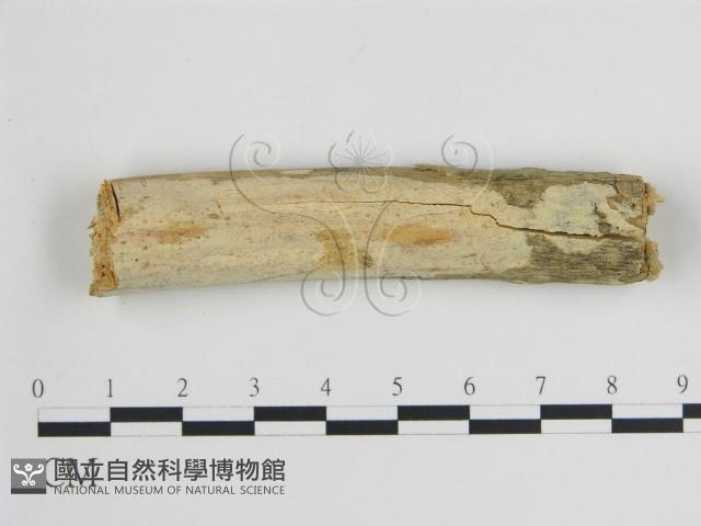 登錄號:F0015139藏品圖，第1張