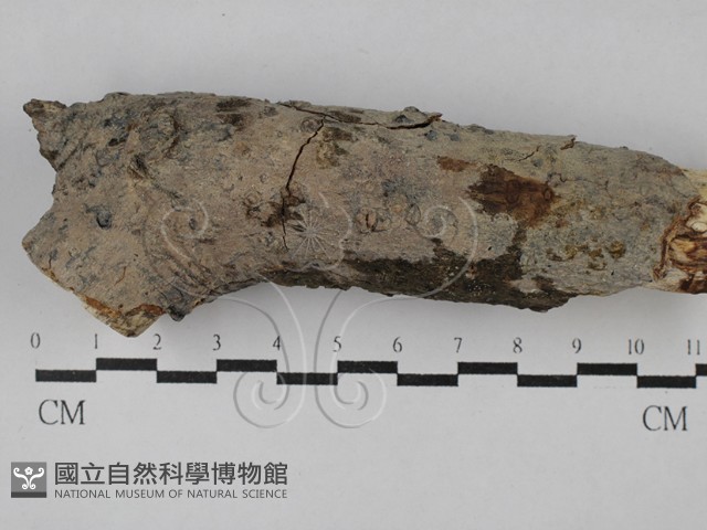 刺皮菌屬藏品圖，第1張