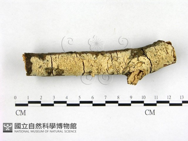 登錄號:F0003139藏品圖，第1張