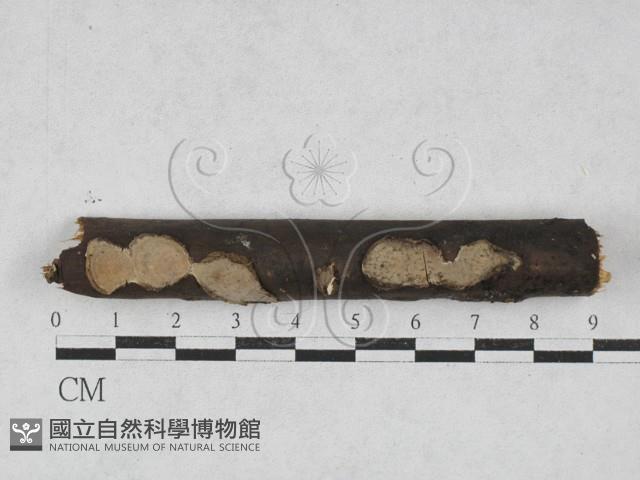 登錄號:F0028039藏品圖，第1張