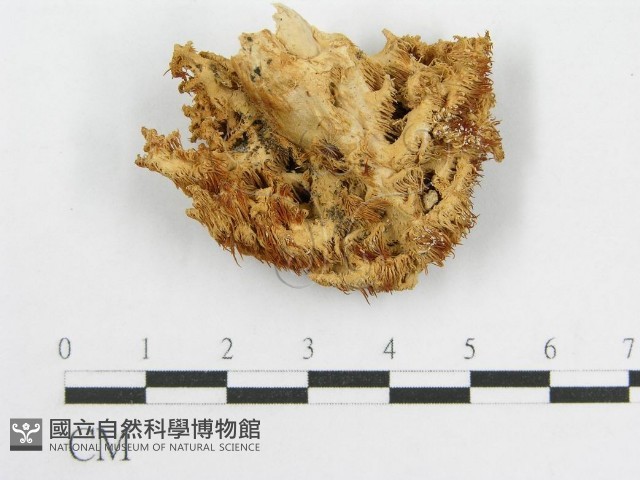 登錄號:F0008039藏品圖，第1張