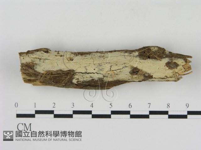 登錄號:F0000039藏品圖，第1張