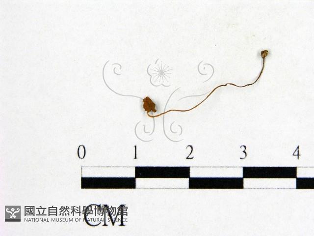 登錄號:F0016039藏品圖，第1張