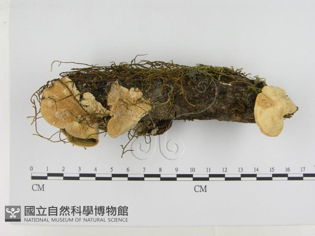 登錄號:F0001039藏品圖，第1張