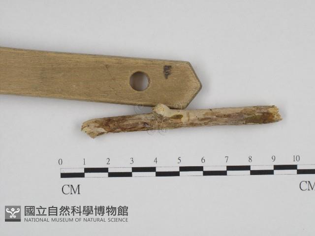 絲齒菌屬藏品圖，第1張