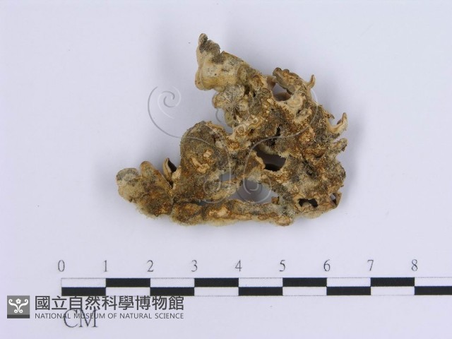 登錄號:F0014039藏品圖，第1張