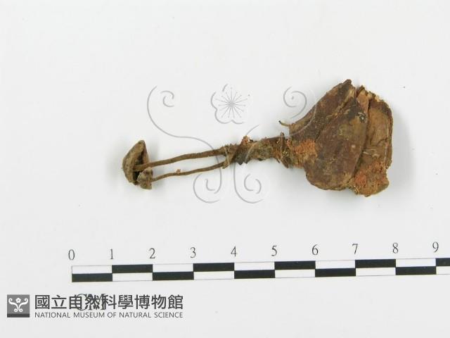 登錄號:F0002039藏品圖，第1張