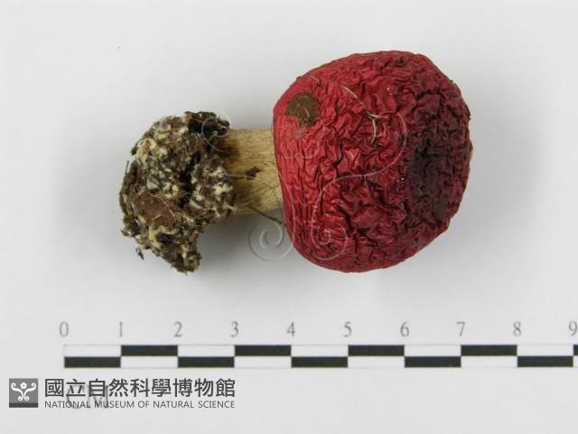紅菇屬藏品圖，第1張