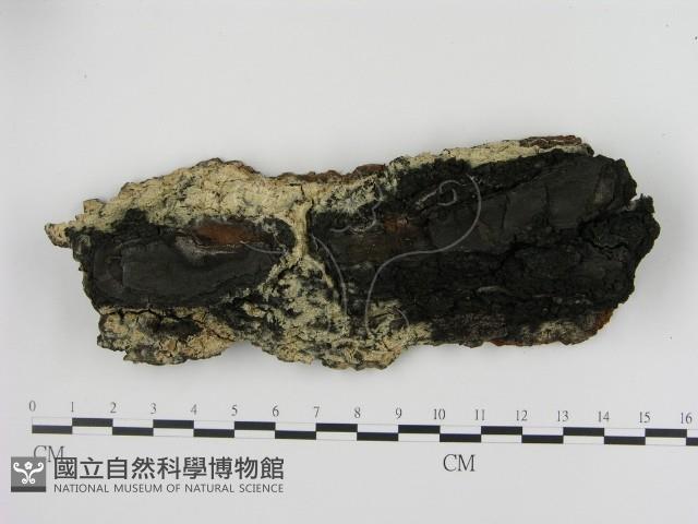 剛毛絲皮菌藏品圖，第1張