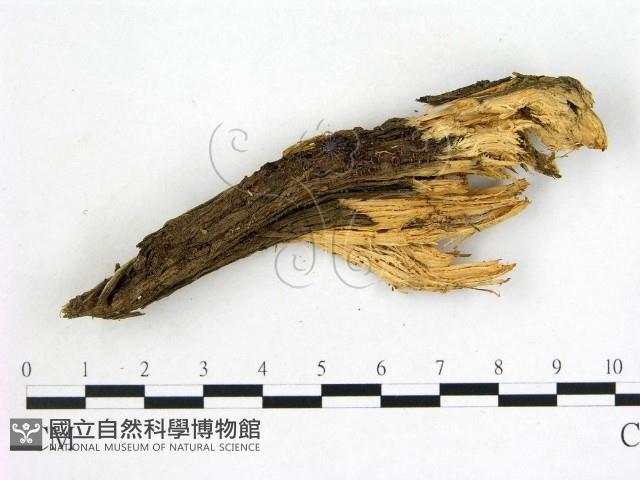 登錄號:F0015039藏品圖，第1張