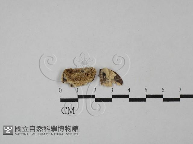 登錄號:F0029039藏品圖，第1張