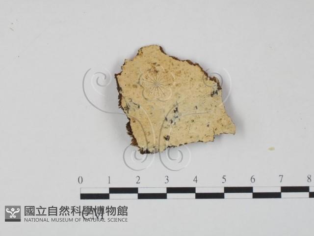 射脈菌屬藏品圖，第1張