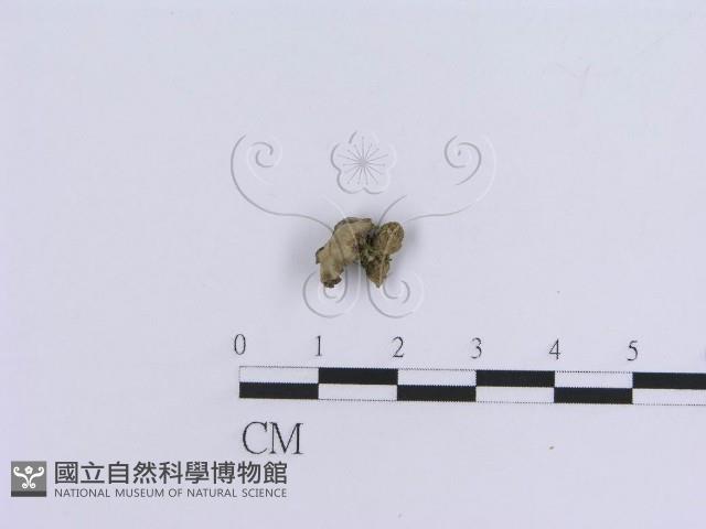 登錄號:F0019039藏品圖，第1張