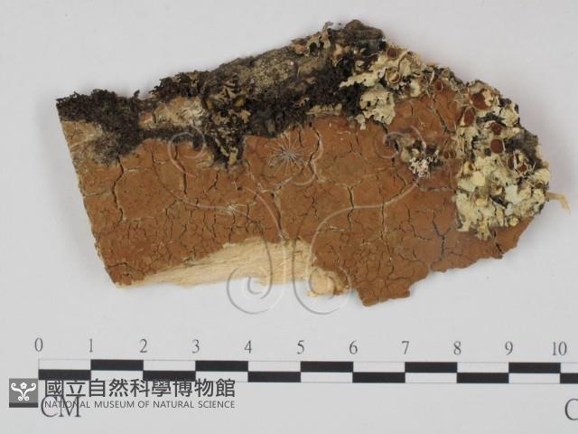 登錄號:F0008339藏品圖，第1張