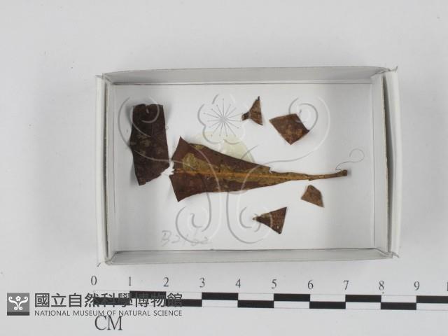 登錄號:F0018339藏品圖，第1張